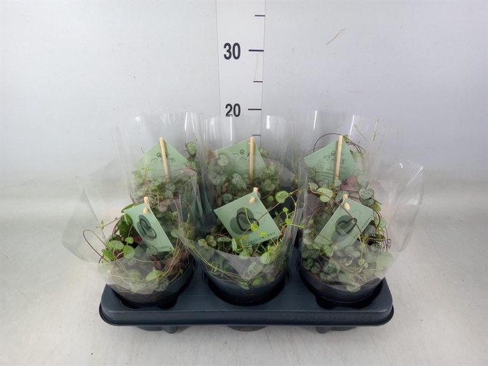 <h4>Ceropegia woodii ssp. woodii</h4>