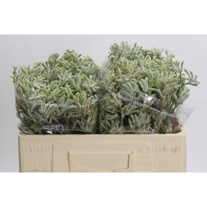 Anigozanthos Bush Diamond