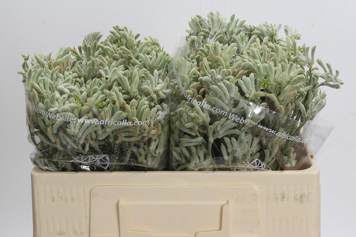 <h4>Anigozanthos Bush Diamond</h4>