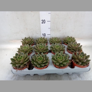 Echeveria   ...not flowering