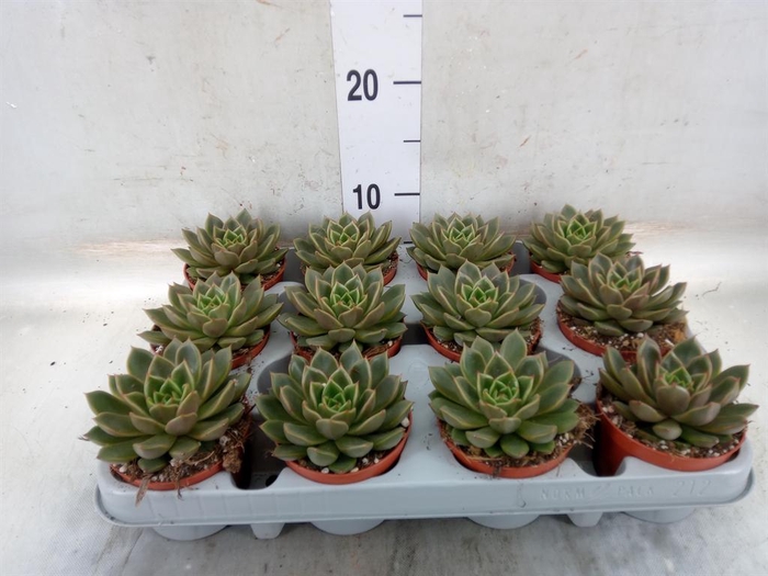 <h4>Echeveria   ...not flowering</h4>