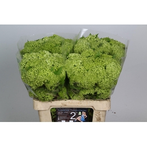 Viburnum Greenhouse 2 Kop Bluebird