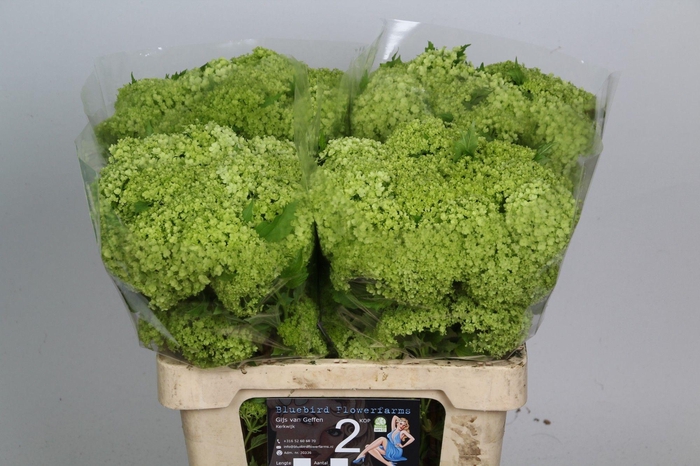 <h4>Viburnum Greenhouse 2 Kop Bluebird</h4>