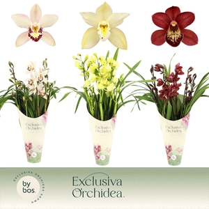 Cymbidium, Mix 5-spike 'Exclusiva Orchidea' Potcover