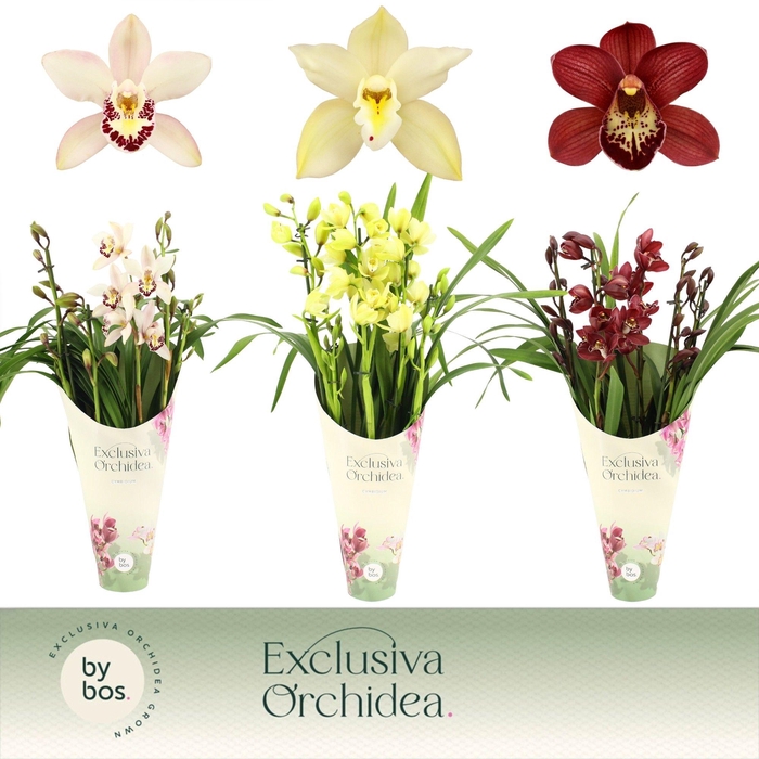 <h4>Cymbidium, Mix 5-spike 'Exclusiva Orchidea' Potcover</h4>