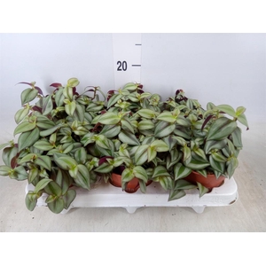 Tradescantia  'Zebra'