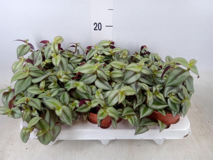 <h4>Tradescantia  'Zebra'</h4>