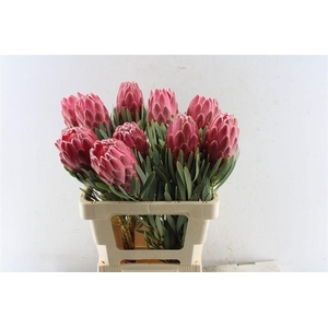 PROTEA VENUS