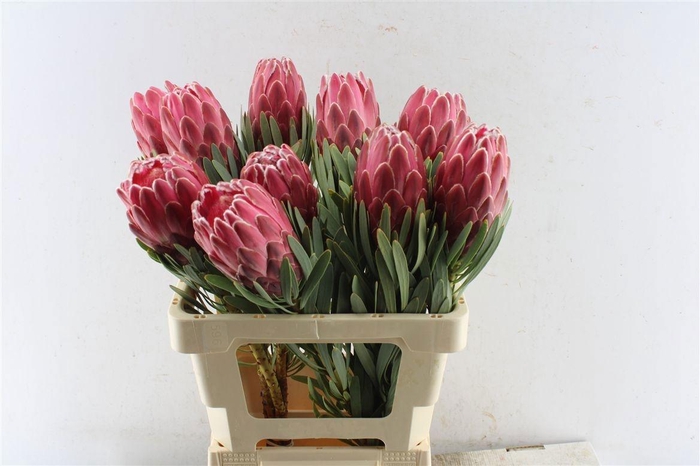 <h4>PROTEA VENUS</h4>