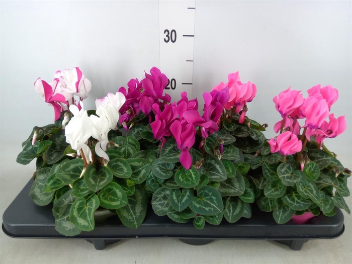 <h4>Cyclamen MD 'Allure'</h4>