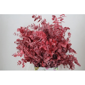 Pres Euca Stuartiana Red P Bunch