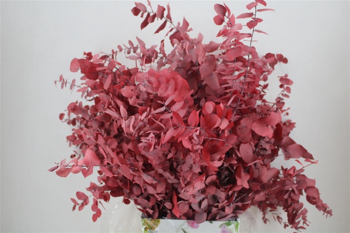 <h4>Pres Euca Stuartiana Red P Bunch</h4>