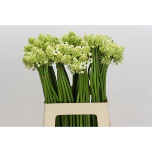 Ornithogalum Saundersiae