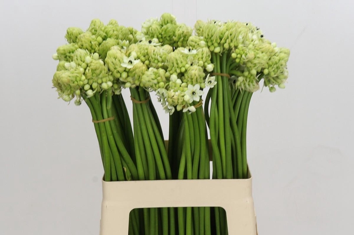 <h4>Ornithogalum Saundersiae</h4>