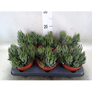 Haworthia   ...