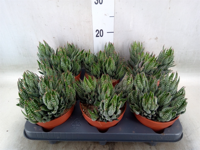 <h4>Haworthia   ...</h4>