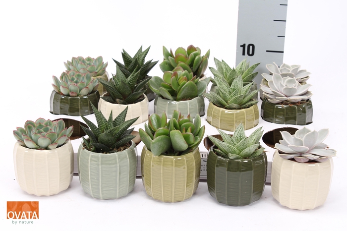 <h4>SUCC GEM 5 SRT</h4>