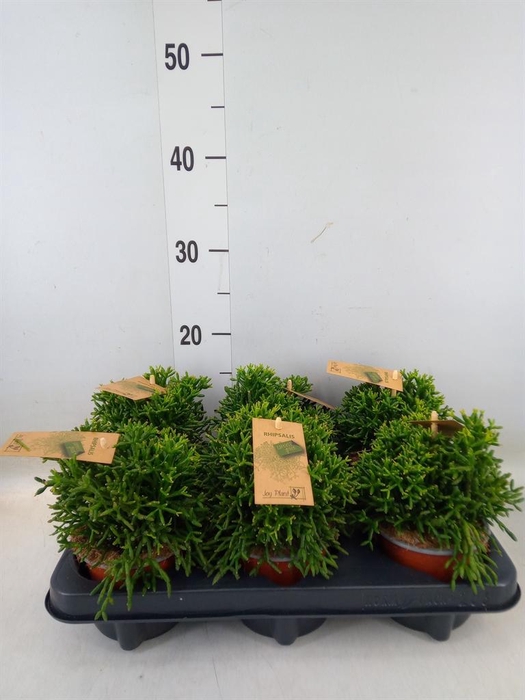 <h4>Rhipsalis   ...</h4>