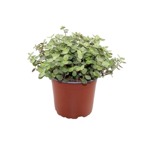 Callisia repens