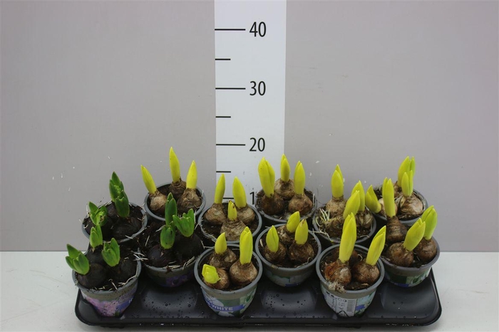 <h4>Hyacinthus Gemengd 3pp</h4>