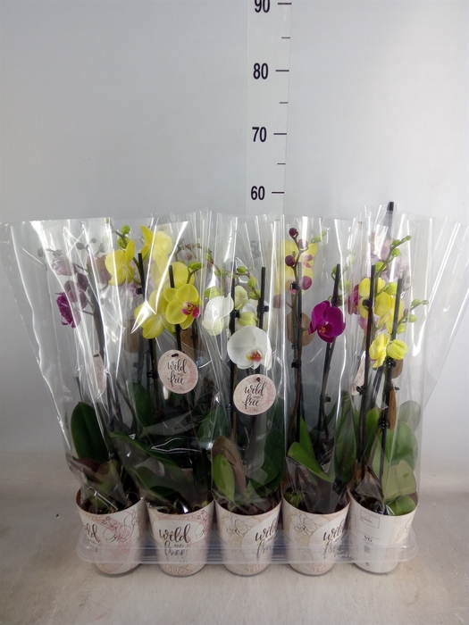 <h4>Phalaenopsis   ...mix</h4>