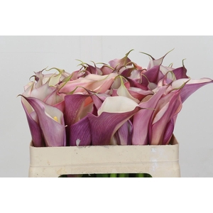 Zantedeschia Eydolls Purple White