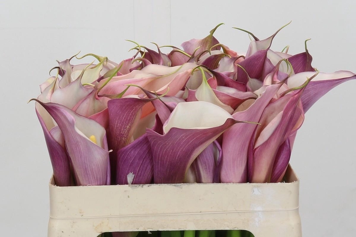 <h4>Zantedeschia Eydolls Purple White</h4>