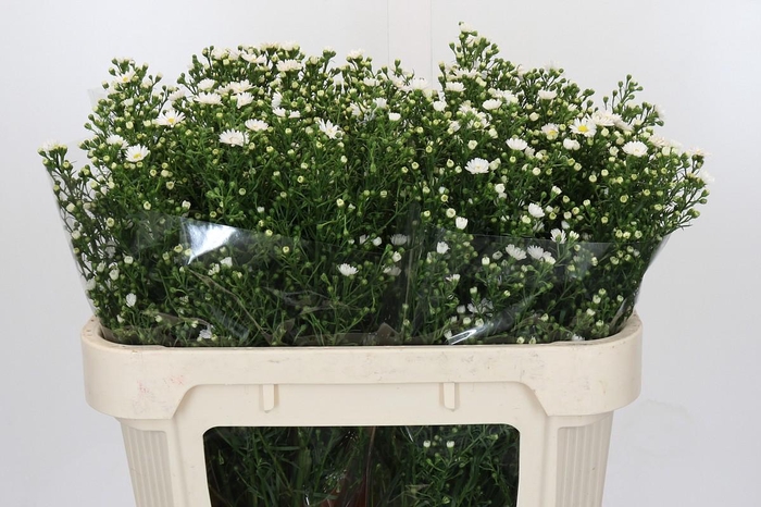 <h4>Aster Paquita</h4>