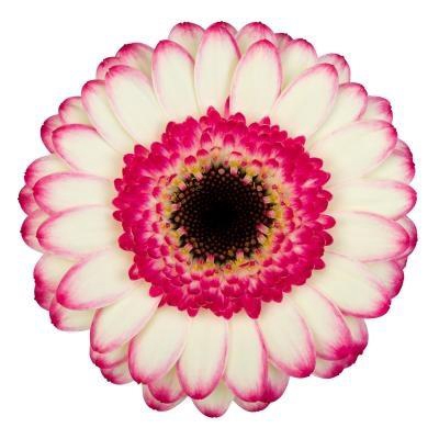 <h4>Germini Happy Hour Doos</h4>