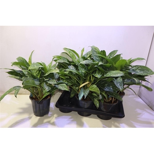 arr8 Aglao Green Lady