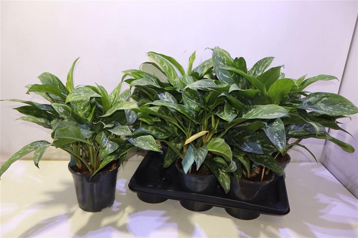 <h4>arr8 Aglao Green Lady</h4>