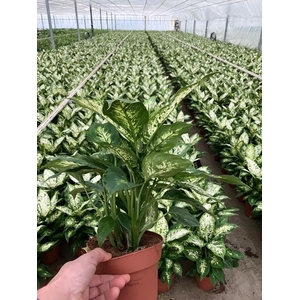 Dieffenbachia  'Compacta'