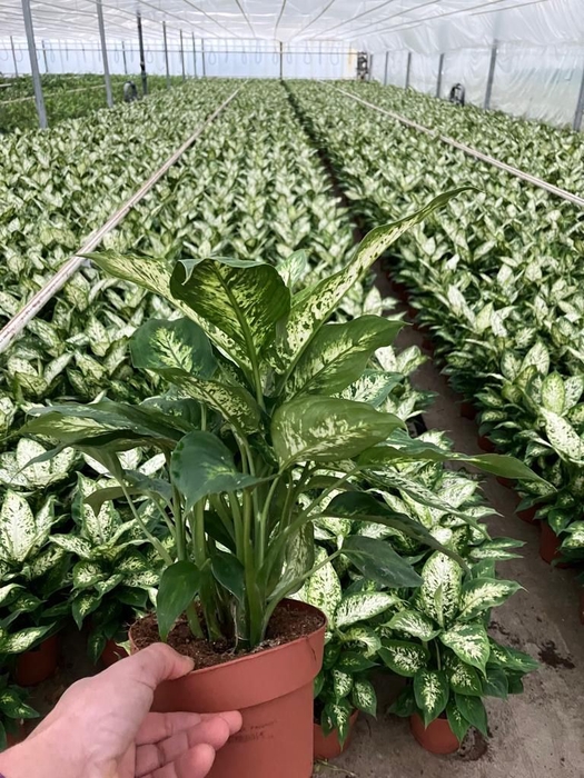 <h4>Dieffenbachia  'Compacta'</h4>
