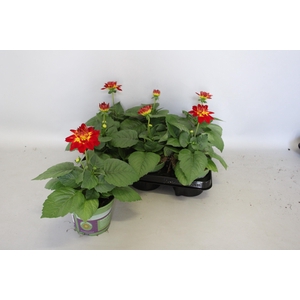 Dahlia Red Bicolour