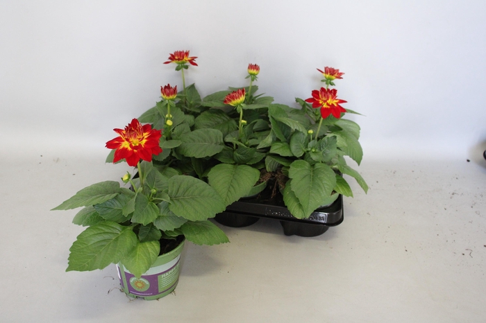 <h4>Dahlia Red Bicolour</h4>