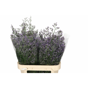 Limonium Maine Blue
