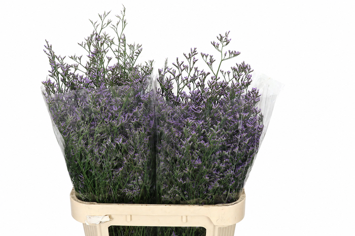 <h4>Limonium Maine Blue</h4>