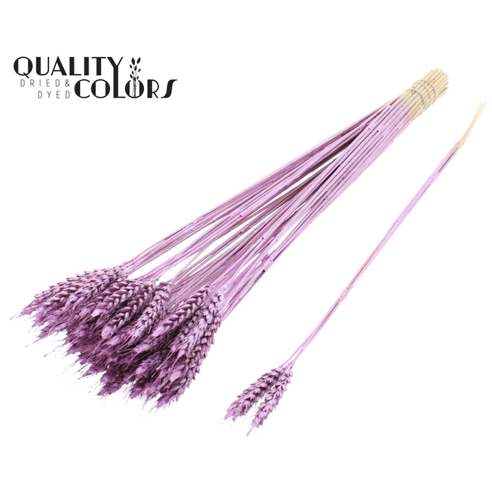 <h4>Triticum 3pc/Tuft Metallic Pink</h4>
