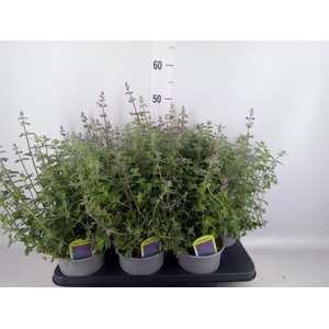 Nepeta faassenii