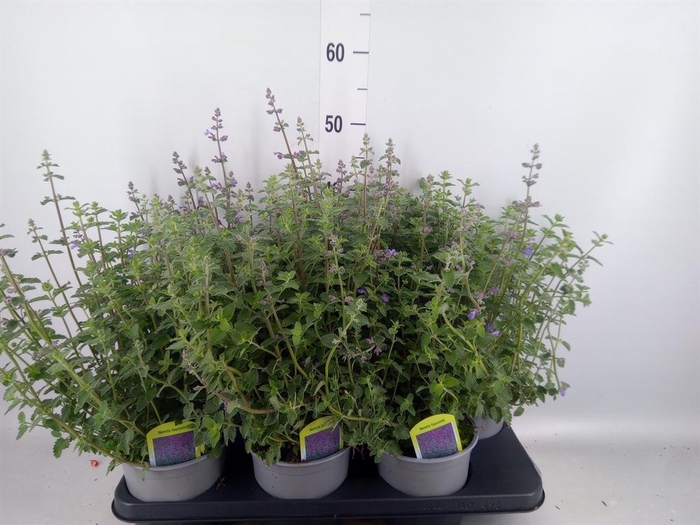 <h4>Nepeta faassenii</h4>