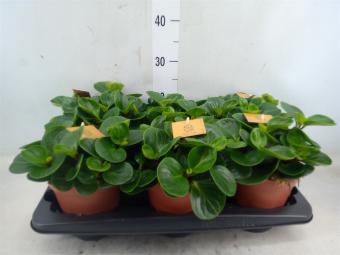 <h4>Peperomia obt. 'Red Canyon'</h4>