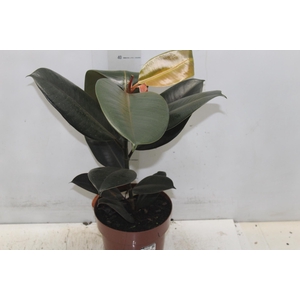 FICUS ELASTICA BURGUNDY P17