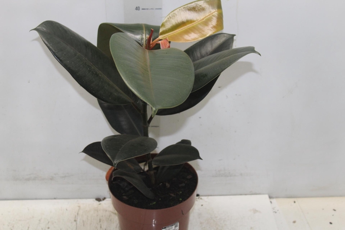 <h4>FICUS ELASTICA BURGUNDY P17</h4>