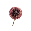 Dahlia Purple Cream FL440196PRP