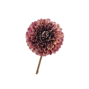 Dahlia Purple Cream