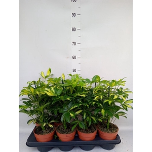 Schefflera arbor. 'Gerda'