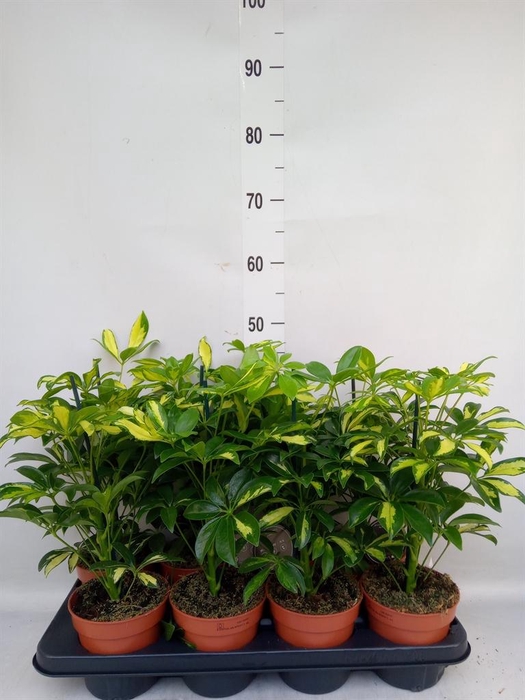<h4>Schefflera arbor. 'Gerda'</h4>