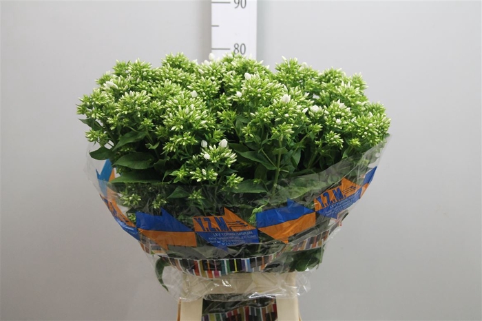 <h4>Phlox P Whitecap</h4>