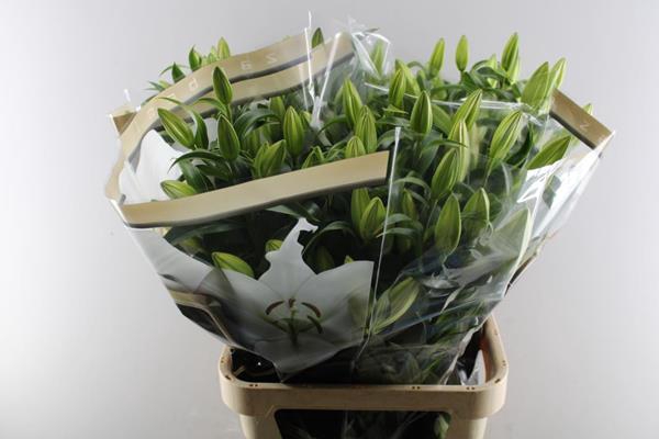 <h4>Li Or X Tr Zambesi (wit)xx</h4>