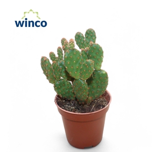 OPUNTIA MI RUFIDA